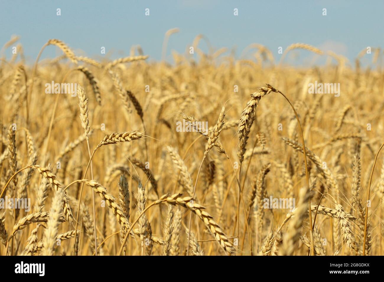 Épis de blé mûrs en gros plan sur un champ de ferme et ciel bleu Banque D'Images