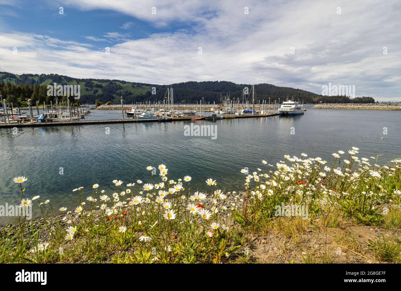 Arctic Daisies bordent les rives du port de Seldovia, dans le centre-sud de l'Alaska. Banque D'Images