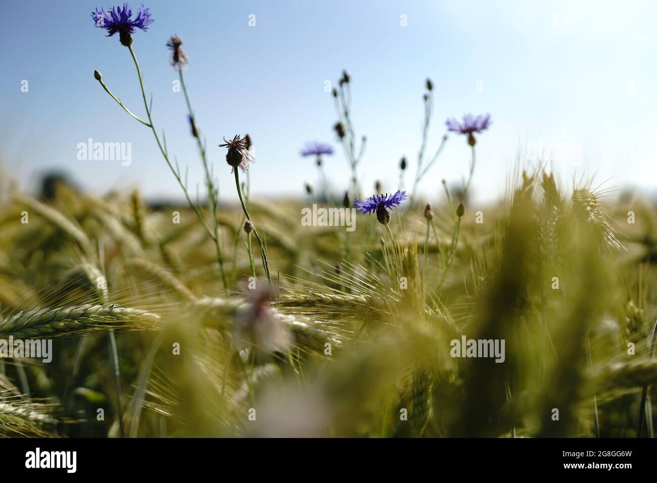 Fleurs violettes dans le domaine Banque D'Images