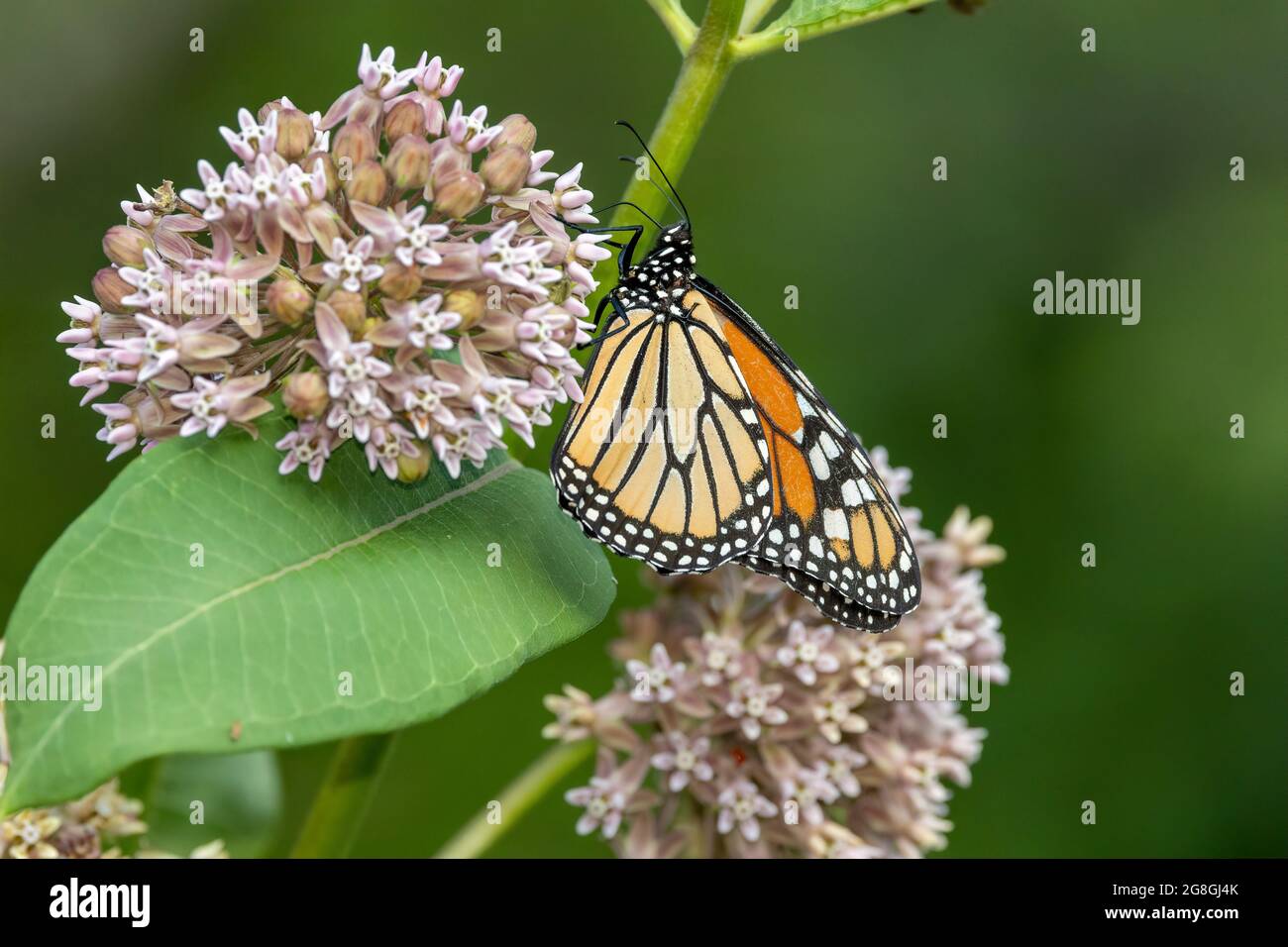 Papillon monarque sur l'asclépiade commune Banque D'Images
