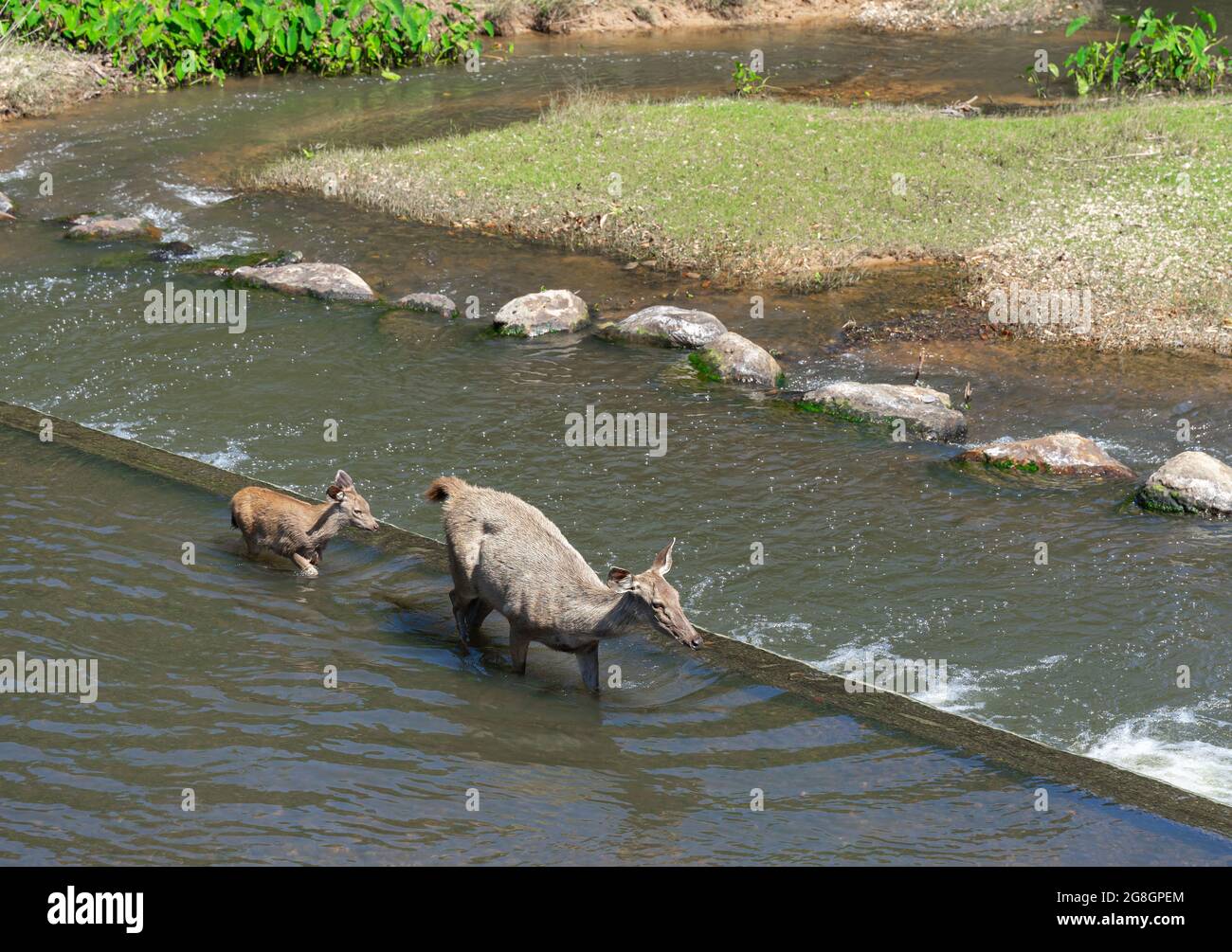 Animal sauvage une mère famille de cerfs avec un petit enfant à côté du ruisseau dans la forêt de parc national de la nature Thaïlande Banque D'Images