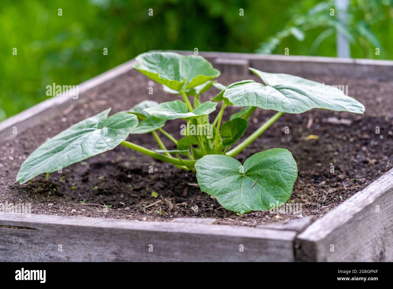 fertilizer for hibiscus plant MicroLife Fertilizer main image 1