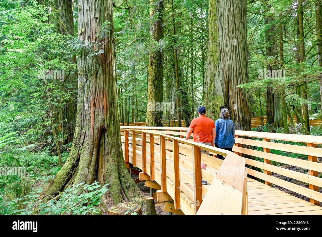 Promenade à travers Cathedral Grove, parc provincial MacMillan, Colombie-Britannique, Canada Banque D'Images