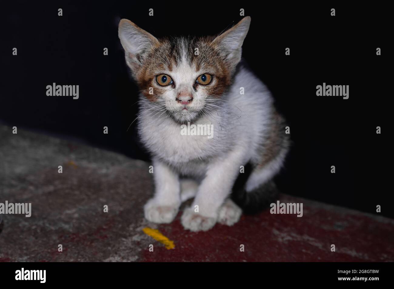 Vue Mignonne D Un Petit Chat Blanc Noir Et Gris Assis Sur Le Sol Photo Stock Alamy