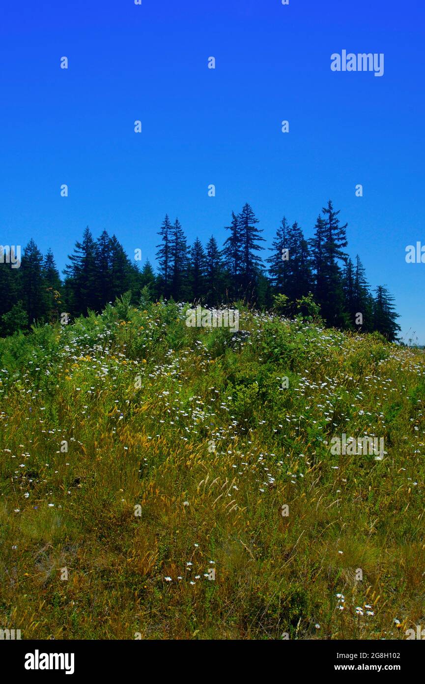 Une photo extérieure d'une forêt du Nord-Ouest du Pacifique avec des monticules de Mima Banque D'Images