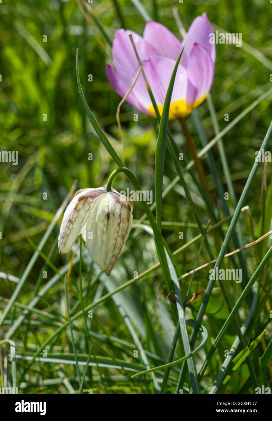 Fritillare à tête de serpent blanc (Fritilaria meleagris) et tulipe Bakerii Lilac merveille pousser dans l'herbe dans un jardin de printemps avril Royaume-Uni Banque D'Images