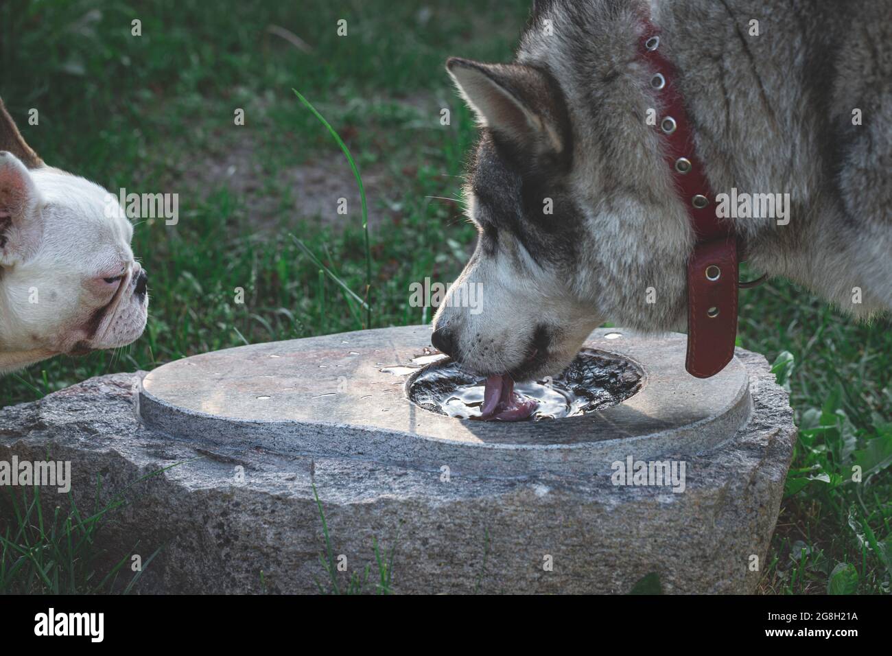 husky sibérien boit de l'eau dans un bain d'oiseau en granit.Chien de taureau français à l'apparence d'un chiot Banque D'Images