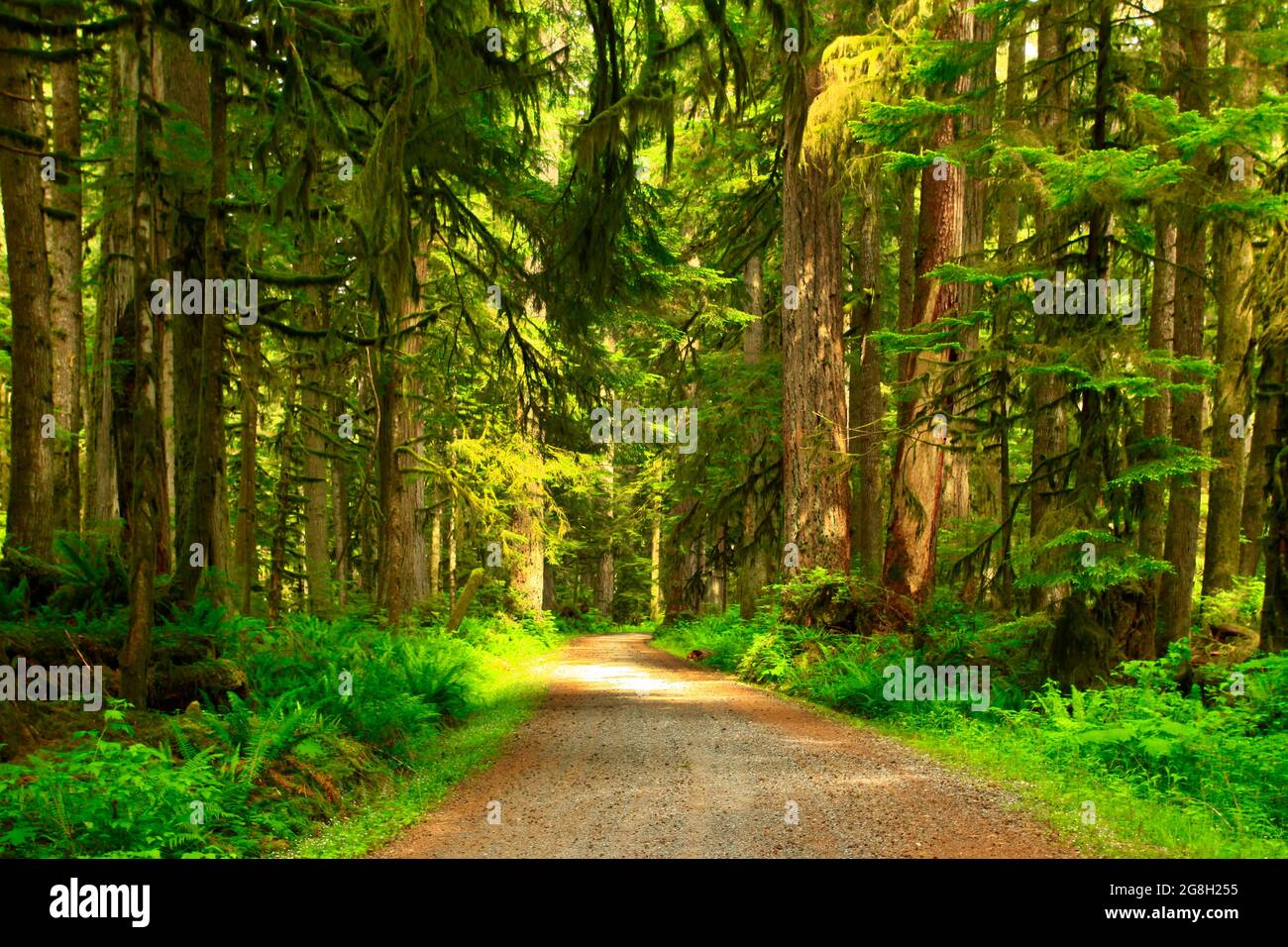 Une photo extérieure d'un sentier de randonnée dans la forêt du Nord-Ouest du Pacifique Banque D'Images