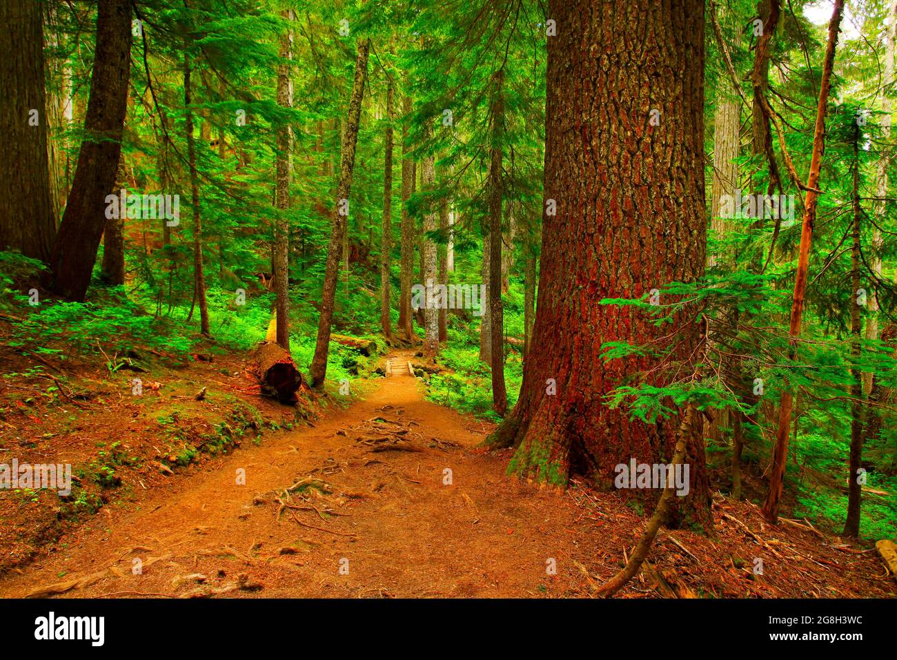 Une photo extérieure d'un sentier de randonnée dans la forêt du Nord-Ouest du Pacifique Banque D'Images