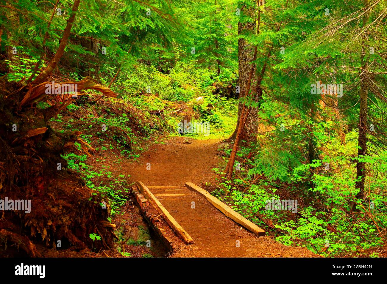 Une photo extérieure d'un sentier de randonnée dans la forêt du Nord-Ouest du Pacifique Banque D'Images