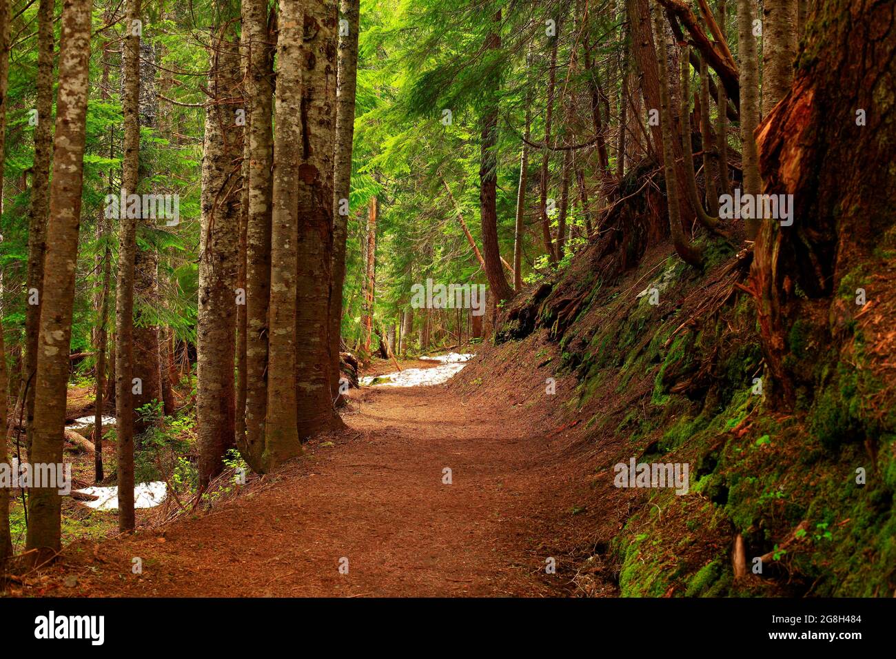 Une photo extérieure d'un sentier de randonnée dans la forêt du Nord-Ouest du Pacifique Banque D'Images