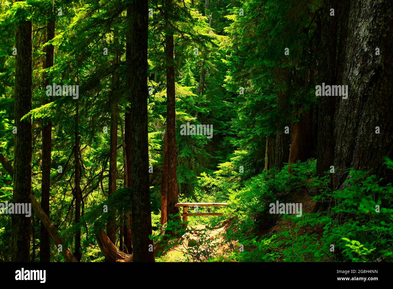 Une photo extérieure d'un sentier de randonnée dans la forêt du Nord-Ouest du Pacifique Banque D'Images