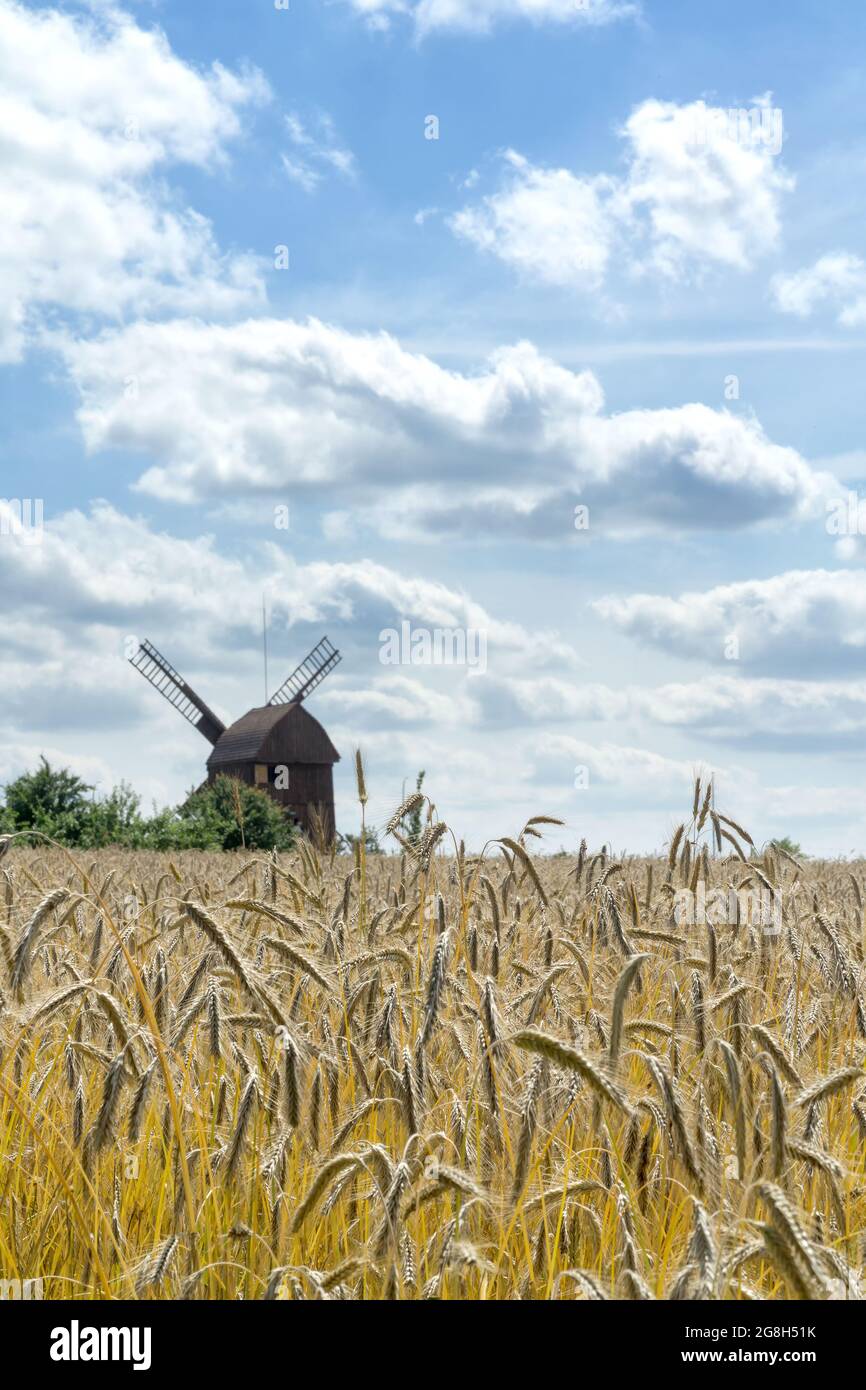 Image hors foyer d'un moulin à vent traditionnel en bois vu à travers un champ de seigle. Ciel bleu et nuages blancs. Paysage rural d'été, Pologne, Europe. Banque D'Images