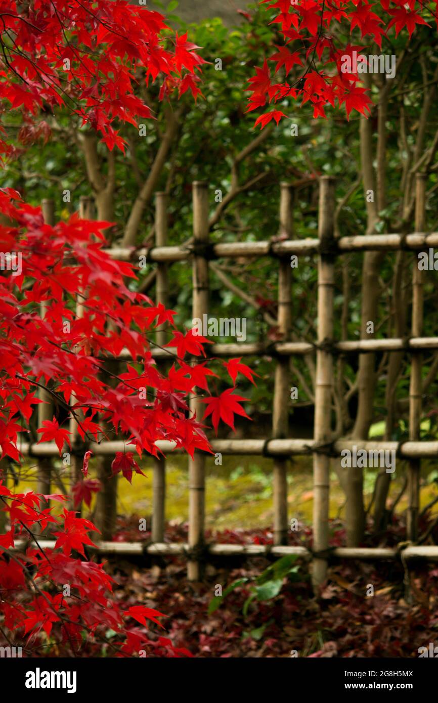 Jardin japonais avec clôture en bambou et érable japonais Banque D'Images