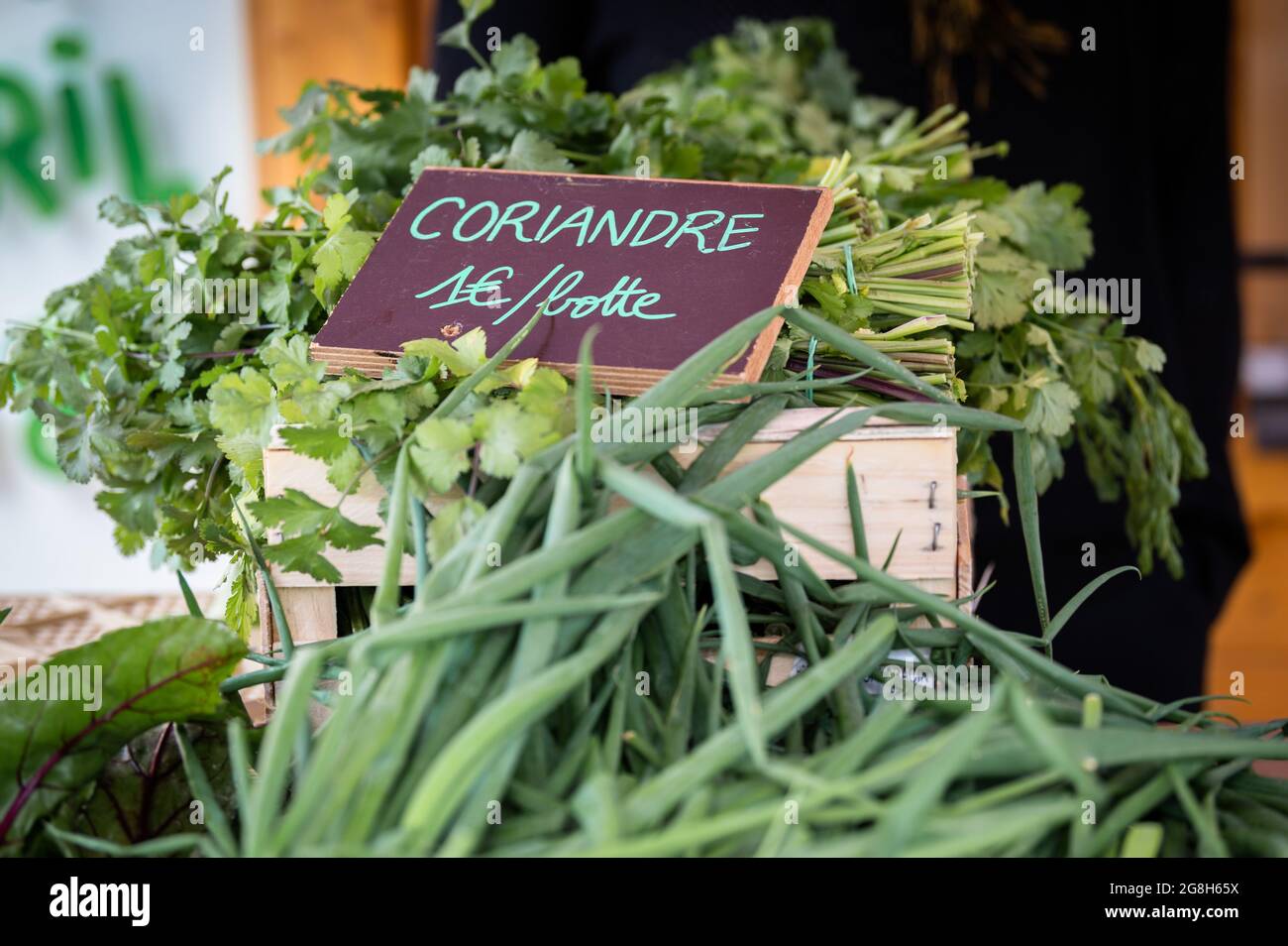 vente de coriandre fraîche sur le marché d'une ferme urbaine Banque D'Images vente de coriandre fraîche sur le marché d'une ferme urbaine Banque D'Images