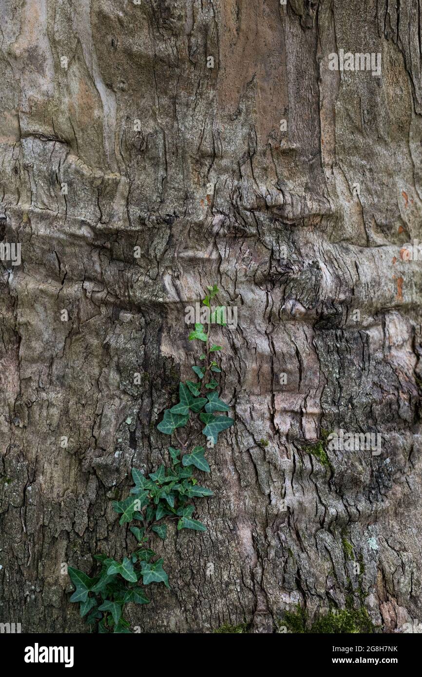 Arrière-plan cortex gris et marron partie externe d'un énorme tronc avec une ivy d'escalade à feuilles persistantes. Banque D'Images