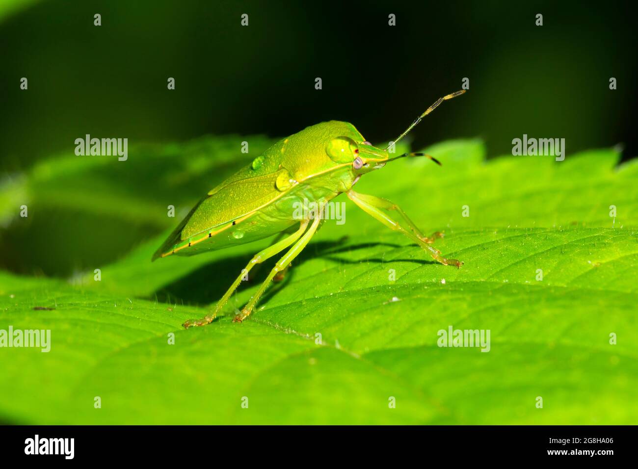 Green Slink Bug (Chinavia hilaris), parc national de Turkey Run, Indiana Banque D'Images