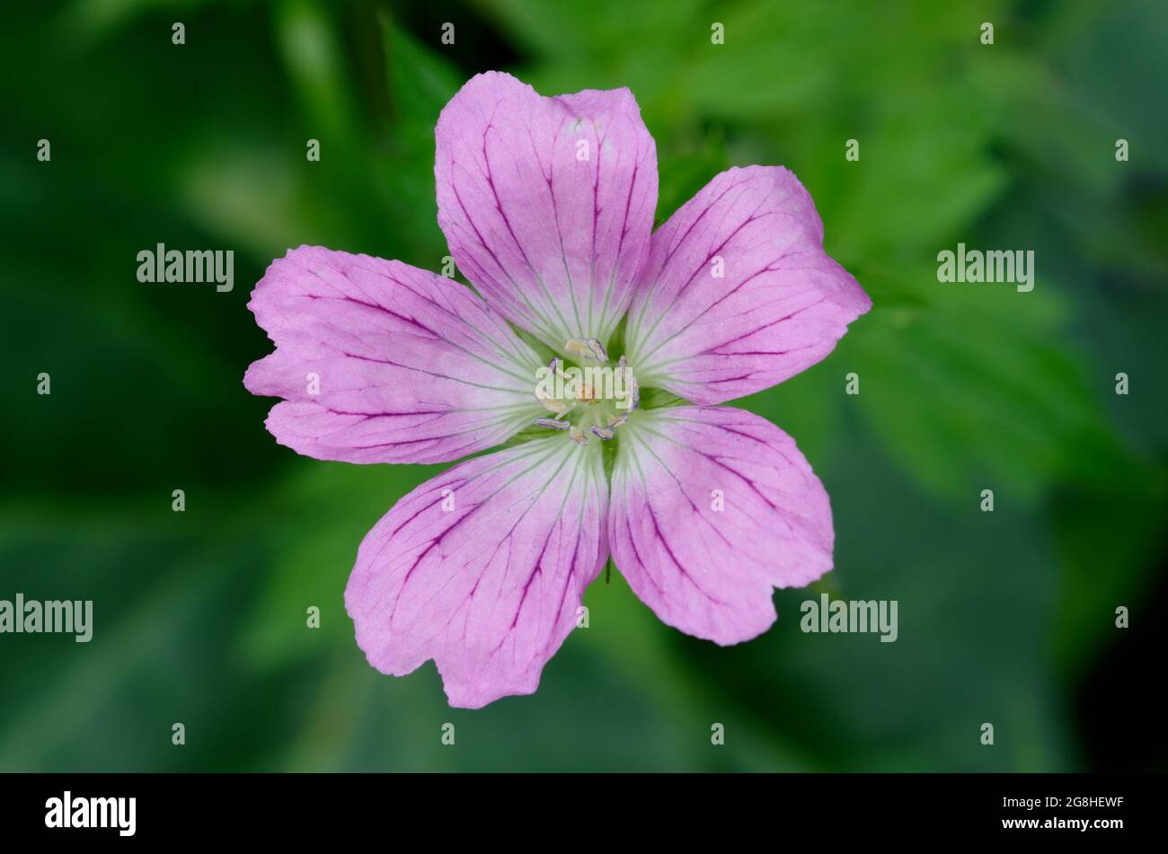 Fleur rose de Geranium endressii ou Endres cranesbill ou French Crane's-bill sur fond vert flou Banque D'Images