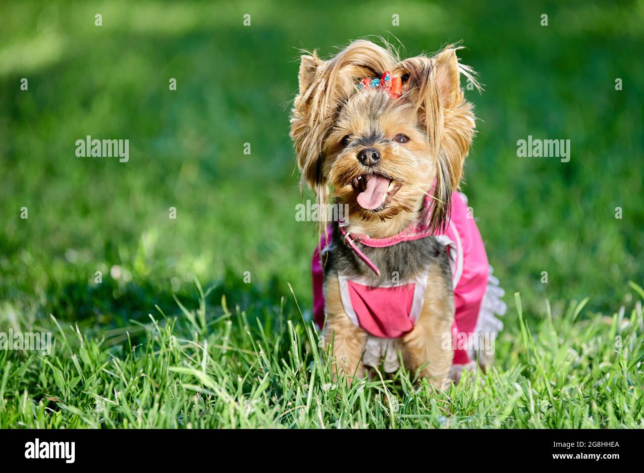 Yorkshire terrier en robe rose promenades dans le parc public avec la langue en dehors. Banque D'Images