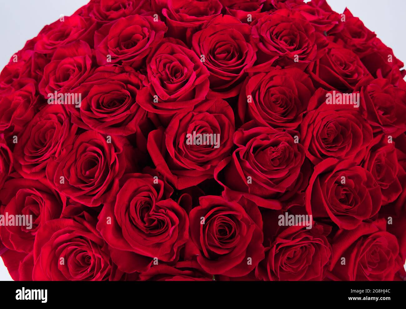 Énorme bouquet de roses rouges isolé sur fond blanc. bouquet de luxe d'une  centaine de roses rubis foncé pour le jour de la Saint Valentin.  Célébration de l'engagement ou nous Photo Stock -