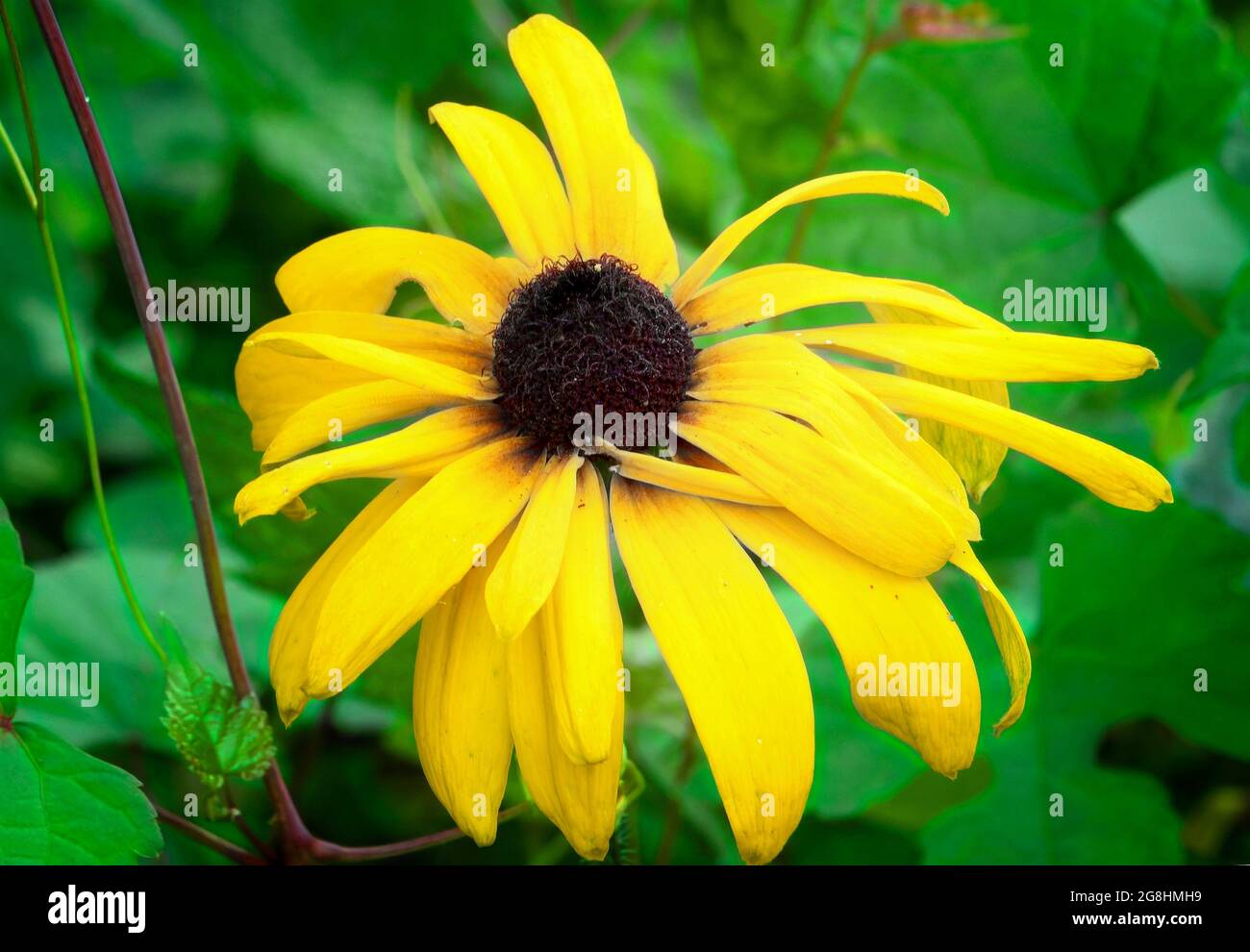 Fleur de cône jaune dans un affichage de bordure Banque D'Images