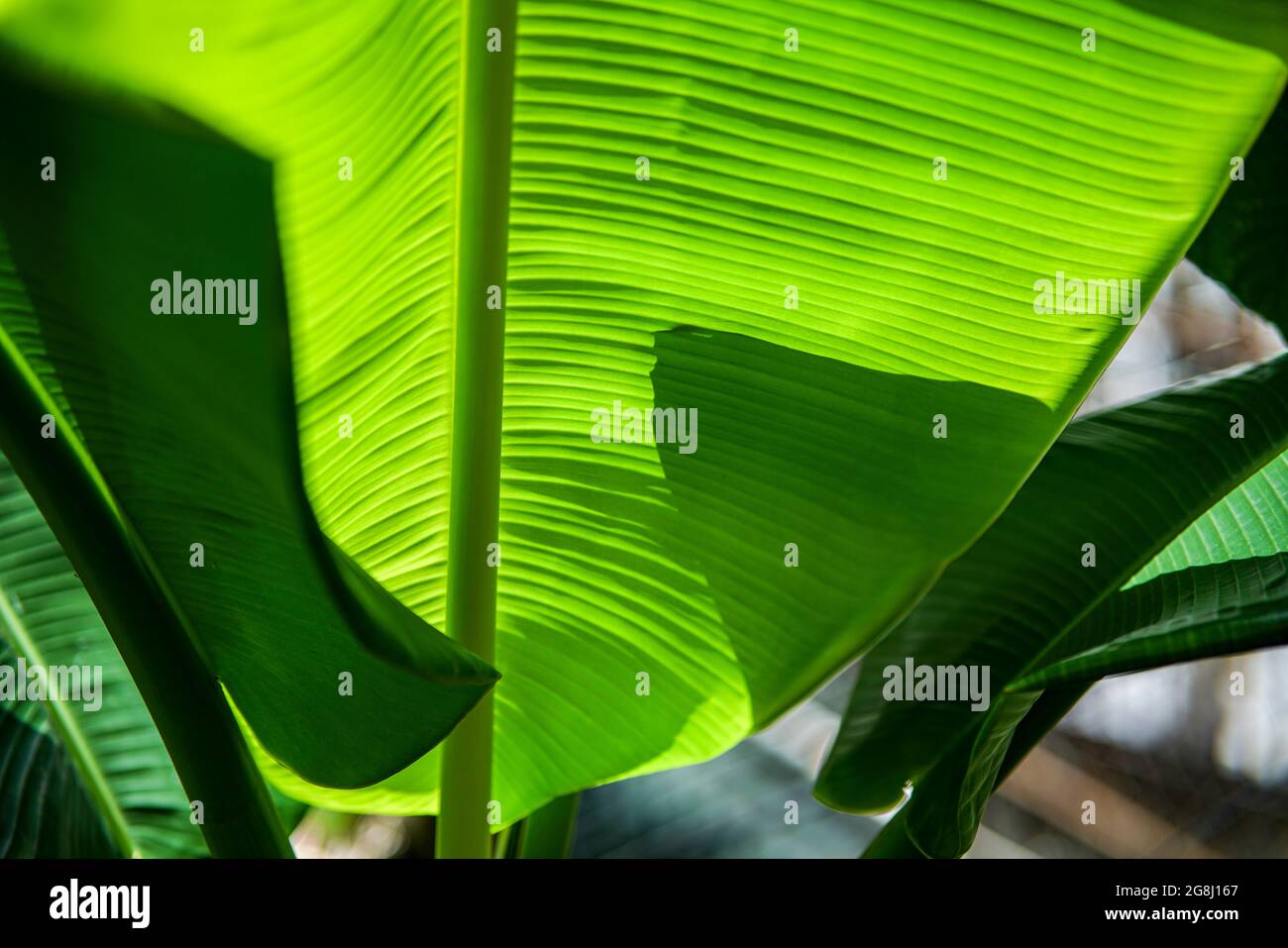 Feuille de banane verte dans le sud du Vietnam Banque D'Images