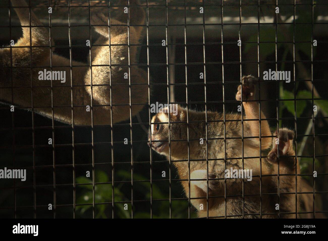 Slow loris dans un centre de réhabilitation de la faune géré par International Animal Rescue (IAR) à Ciapus, Bogor, West Java, Indonésie. Les primates ont été sauvés de l'activité commerciale de la faune et seront libérés dans la nature une fois qu'ils seront prêts. Banque D'Images