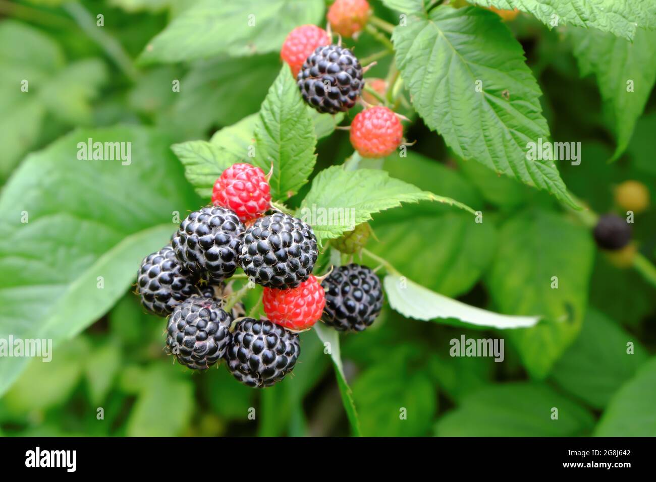Une brousse de mûres, juteuse de baies noires sur un terrain de jardin. Mise au point sélective. Banque D'Images