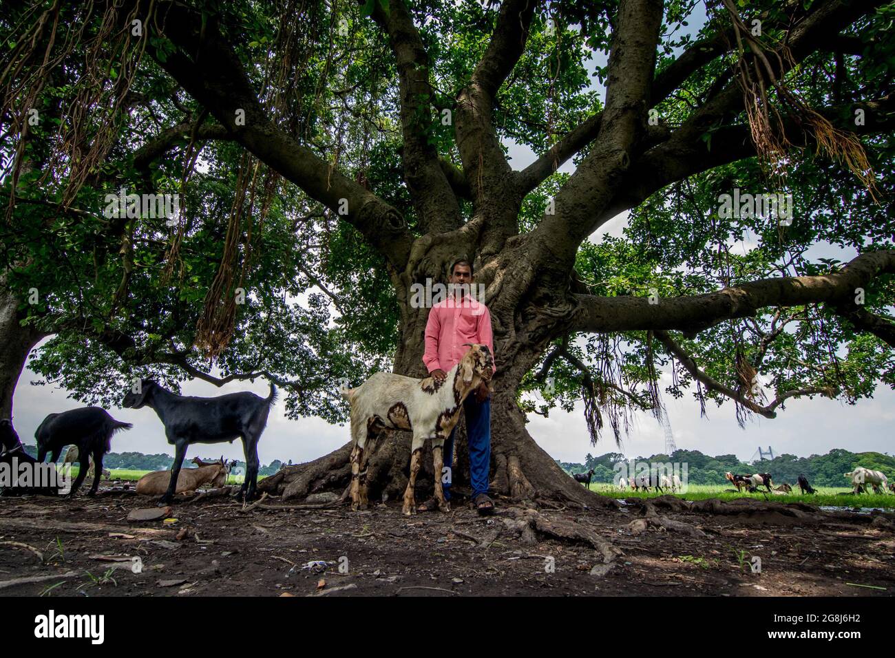 Kolkata, Bengale occidental, Inde. 21 juillet 2021. Les bergers sont vus avec leurs chèvres sur un marché du bétail de fortune avant le festival d'Eid Al-Adha à kolkata, capitale de l'État indien de l'est du Bengale occidental. Les musulmans célèbrent Eid Al-Adha également appelé 'Fête de la malice' ou 'Bakr-Eid', qui est la deuxième des deux jours fériés musulmans dans le calendrier lunaire islamique célébré chaque année dans le monde entier. (Credit image: © Sauragh Sirohiya/ZUMA Press Wire) Banque D'Images