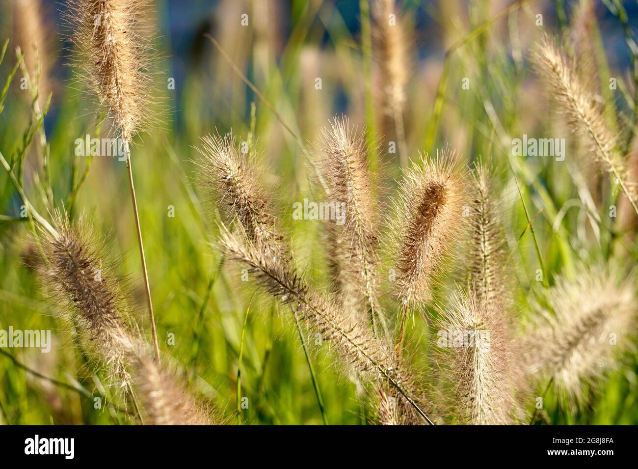 Mise au point sélective de la végétation de la fontaine douce étincelante herbe étincelant sous les rayons du soleil dans le champ Banque D'Images