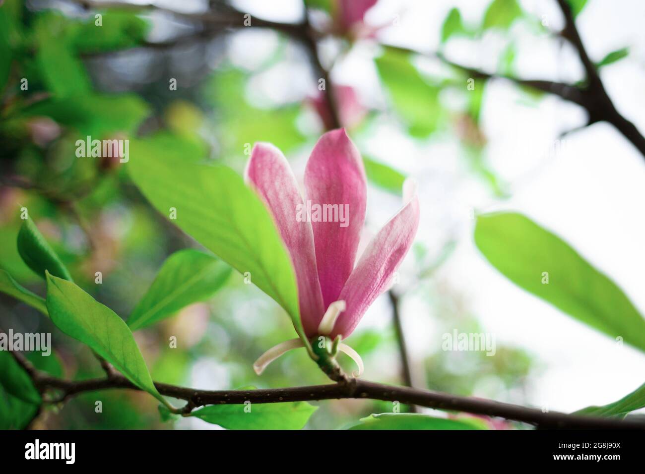 fleurs de magnolia rose gros plan. mise au point sélective, flou, grain. Banque D'Images