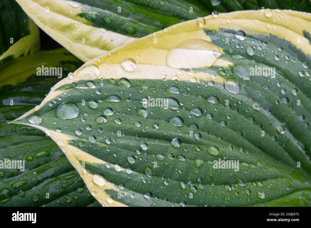 Water droplets on a Hosta leaf Banque D'Images
