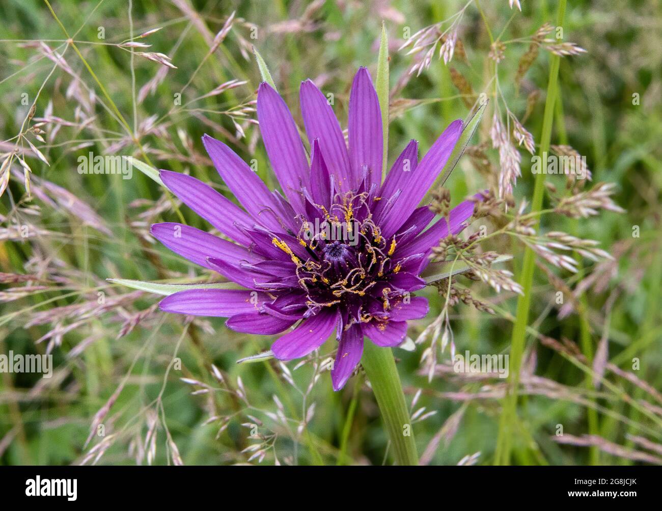 Vue de dessus d'une fleur violette de fleurs de passion avec pelouse verte  en arrière-plan le jour du printemps Photo Stock - Alamy