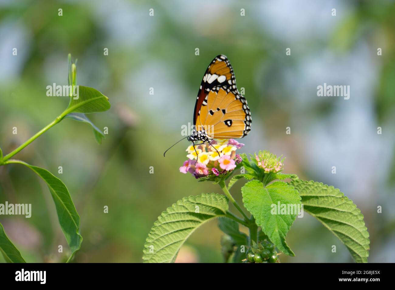 Papillon tigre commun, Danaus genutia, Satara Maharashtra inde Banque D'Images