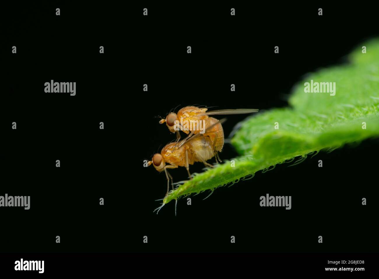 Paire de mouches des fruits, Drosophila melanogaster, Satara, Maharashtra, Inde Banque D'Images