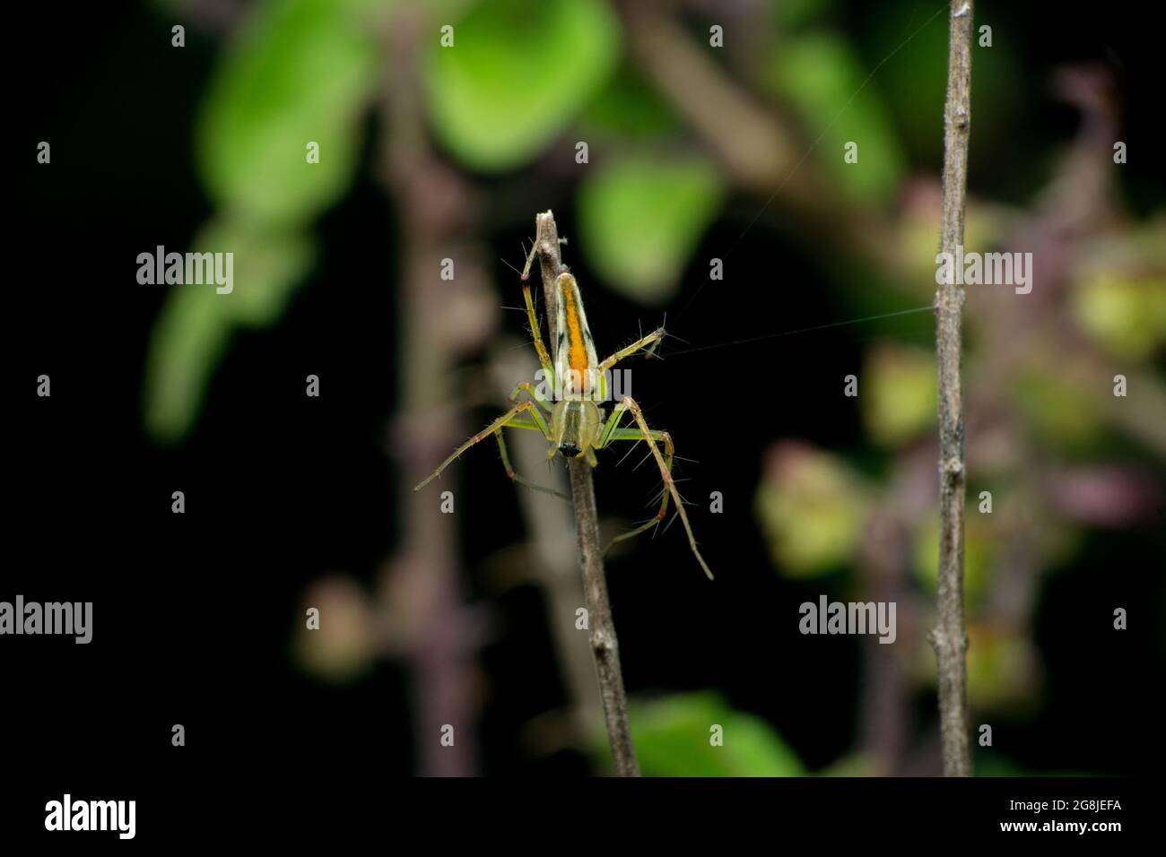 Araignée Lynx à dos orange, femelle, Oxyopes kohaensis, Satara, Maharashtra, Inde Banque D'Images