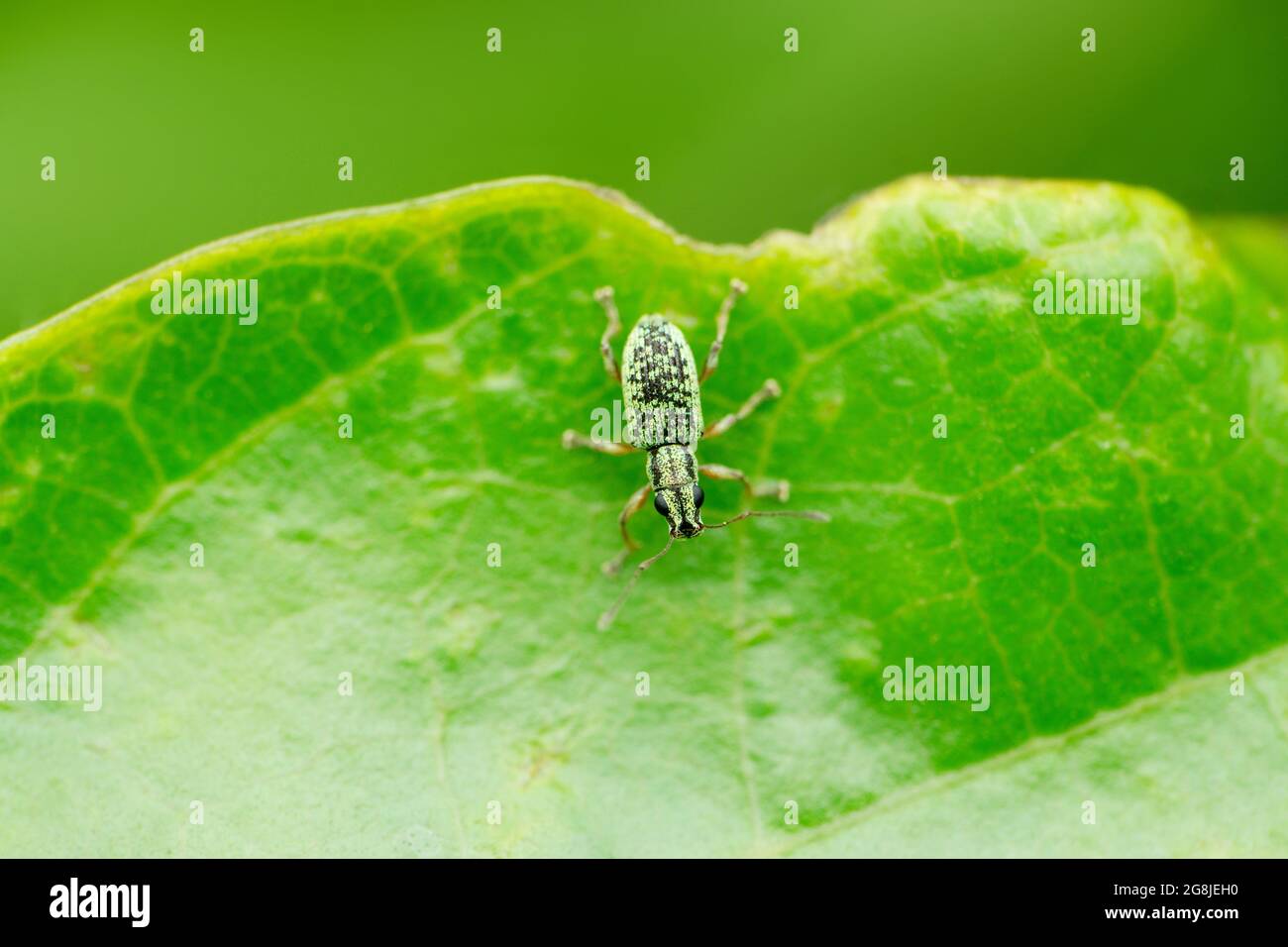 Weevil de pois, Bruchus pisorum, Satara, Maharashtra, Inde. Banque D'Images