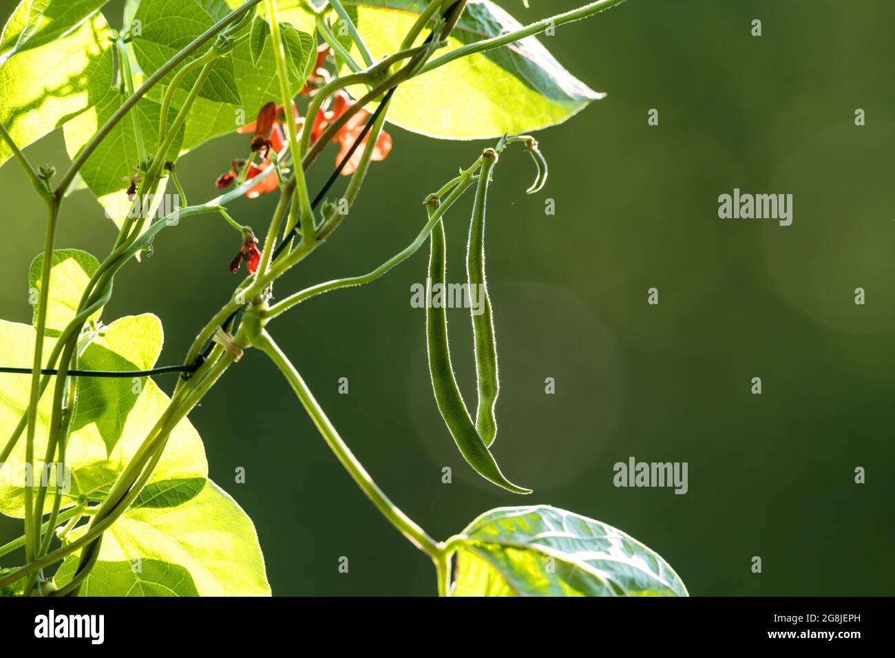haricots rouges fleuris dans le jardin Banque D'Images