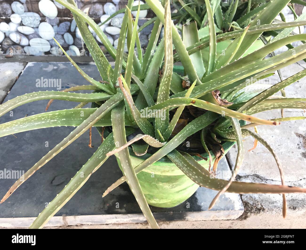 Aloe vera Green plante dans un pot est en croissance à l'extérieur d'un résidentiel et sera utilisé pour la médecine cosmétique buts Banque D'Images