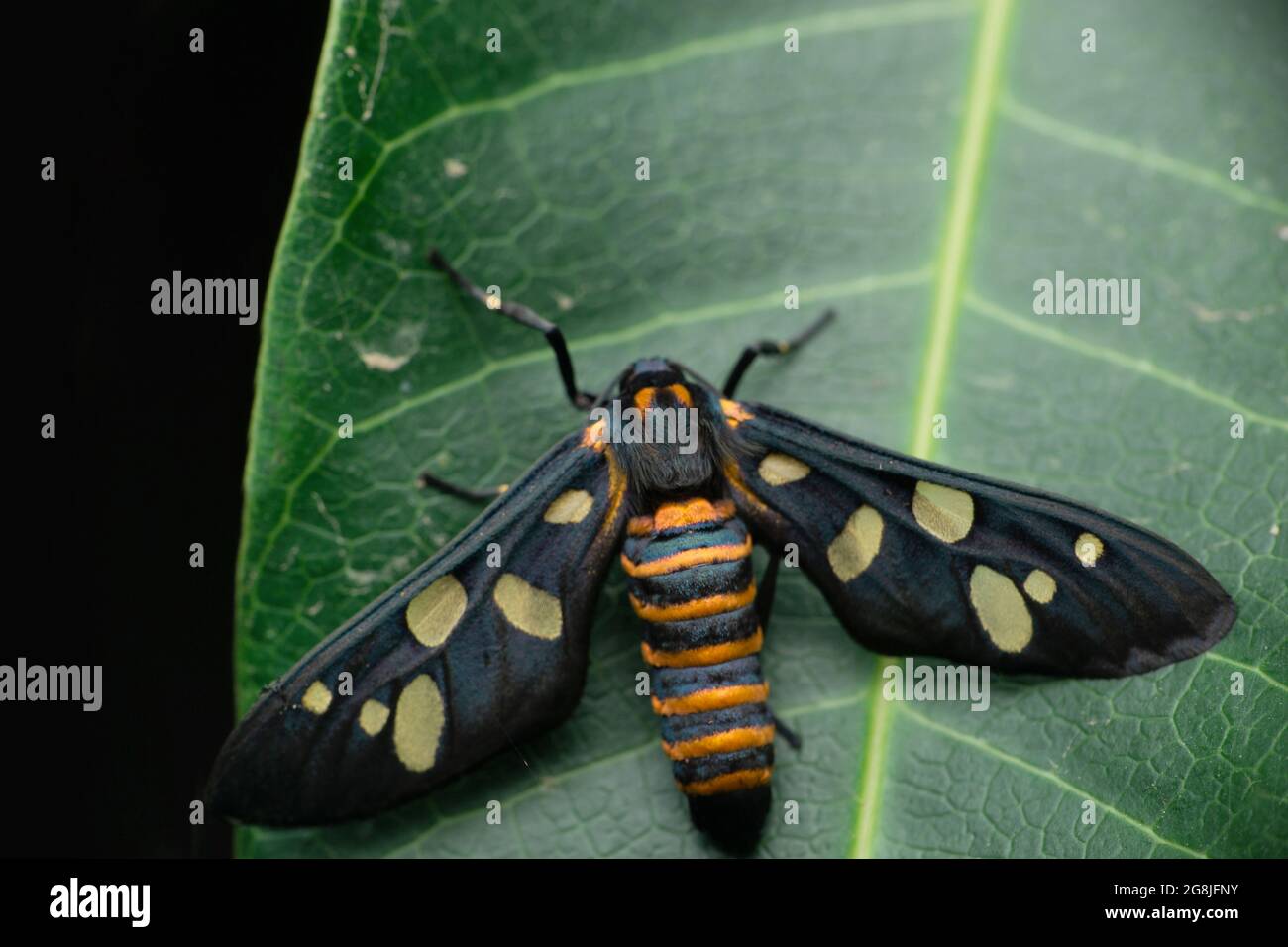 Moth Spoted, Amata phegea, Satara, Maharashtra, Inde Banque D'Images