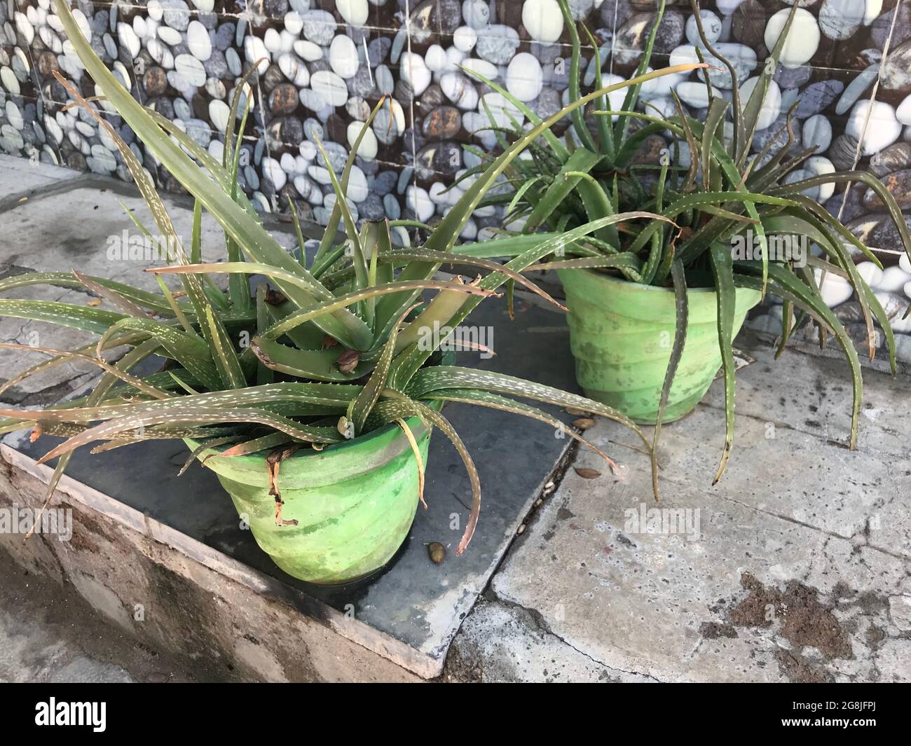 Aloe vera Green plante dans un pot est en croissance à l'extérieur d'un résidentiel et sera utilisé pour la médecine cosmétique buts Banque D'Images