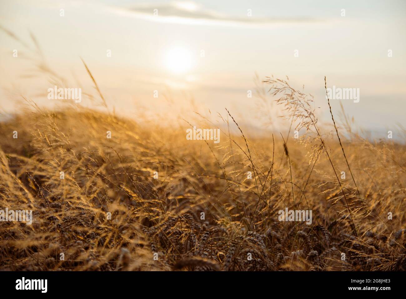 Champ de blé Golden Hour dans la nature slovaque. Le pain est quelque chose qui est un cadeau et qui vient du blé. Banque D'Images