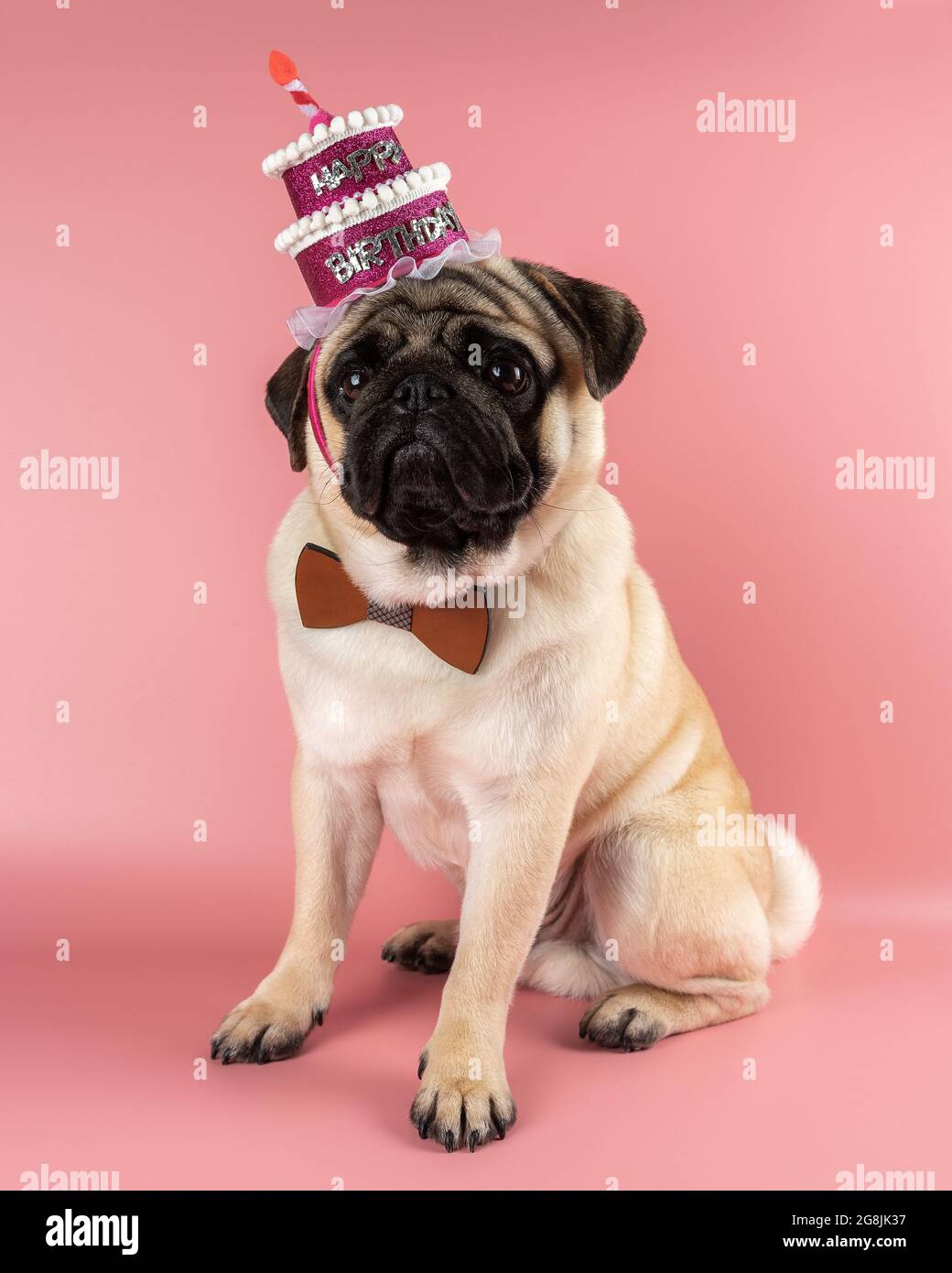 Chien Drole Pug Portant Un Chapeau Rose Joyeux Anniversaire Sur Fond Rose Photo Stock Alamy