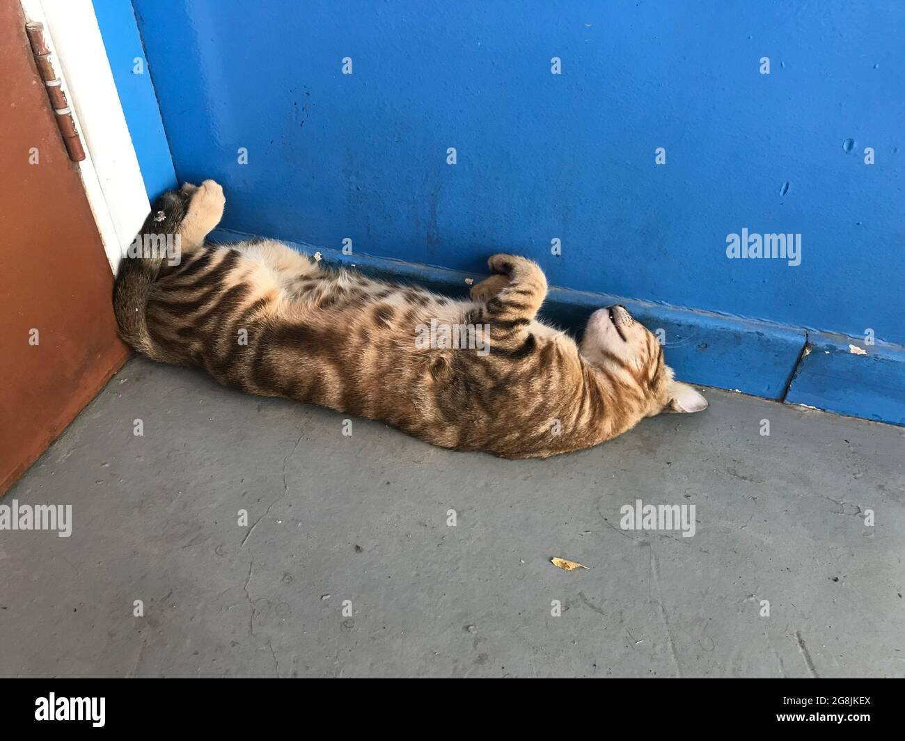 le chat dormant à l'envers se pencher derrière le coin de la porte peut être pressé Banque D'Images