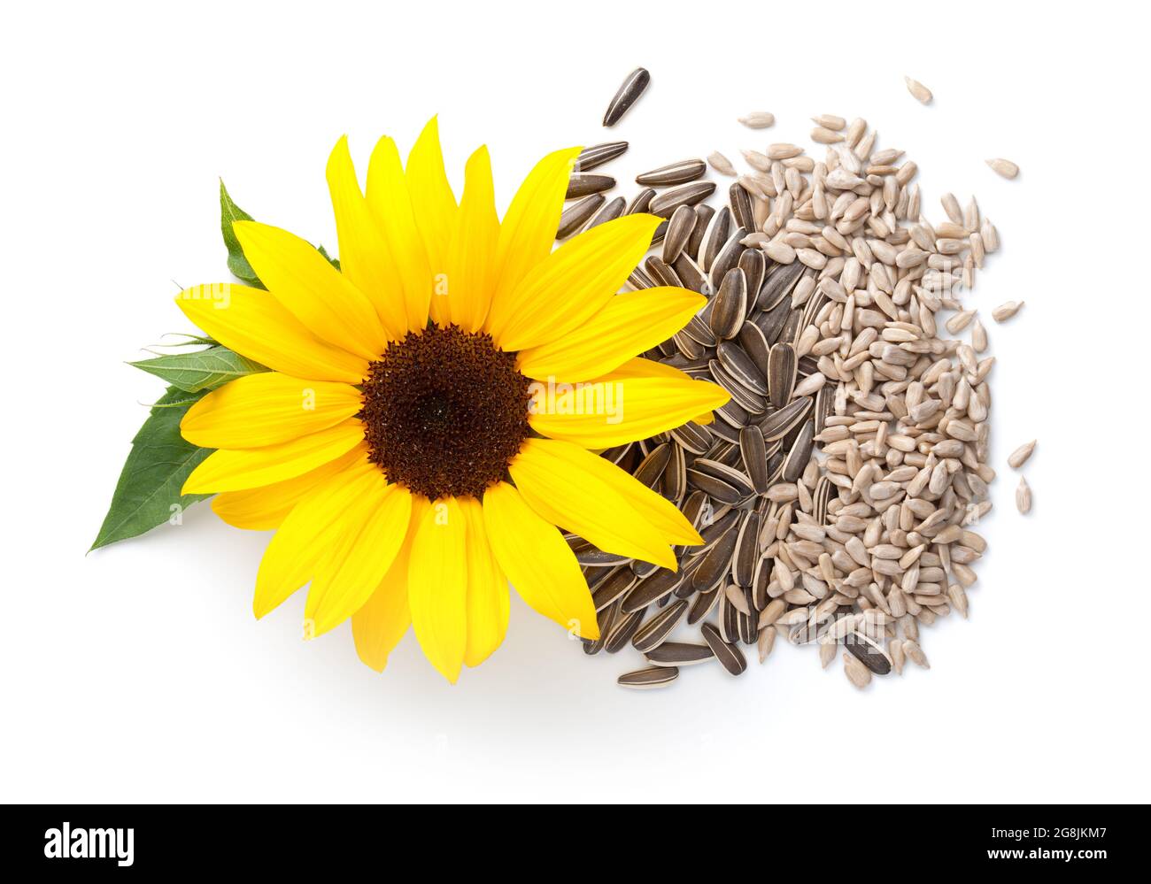 Tournesol isolé sur fond blanc. Fleurs et graines. Vue de dessus Banque D'Images