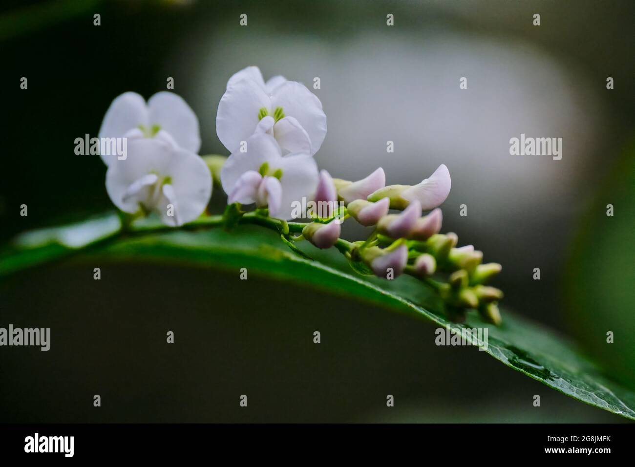 Hardenbergia violacea en blanc Banque D'Images