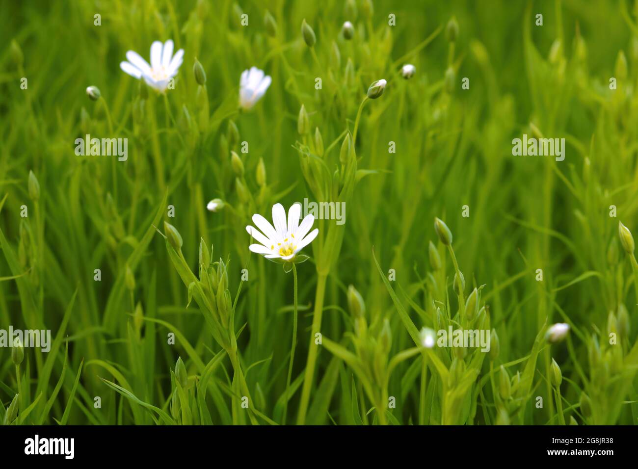 Belle fleur blanche vivace dans la prairie en été ou au printemps. Banque D'Images