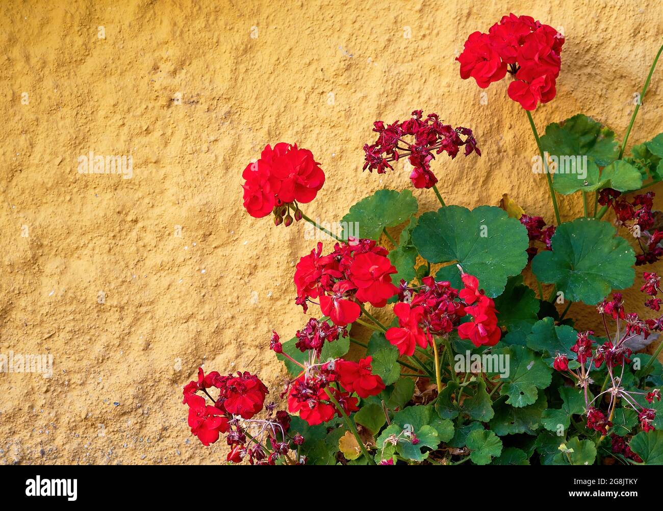 Fleur de géranium vivace rouge dans le jardin avec fond de mur jaune Photo  Stock - Alamy