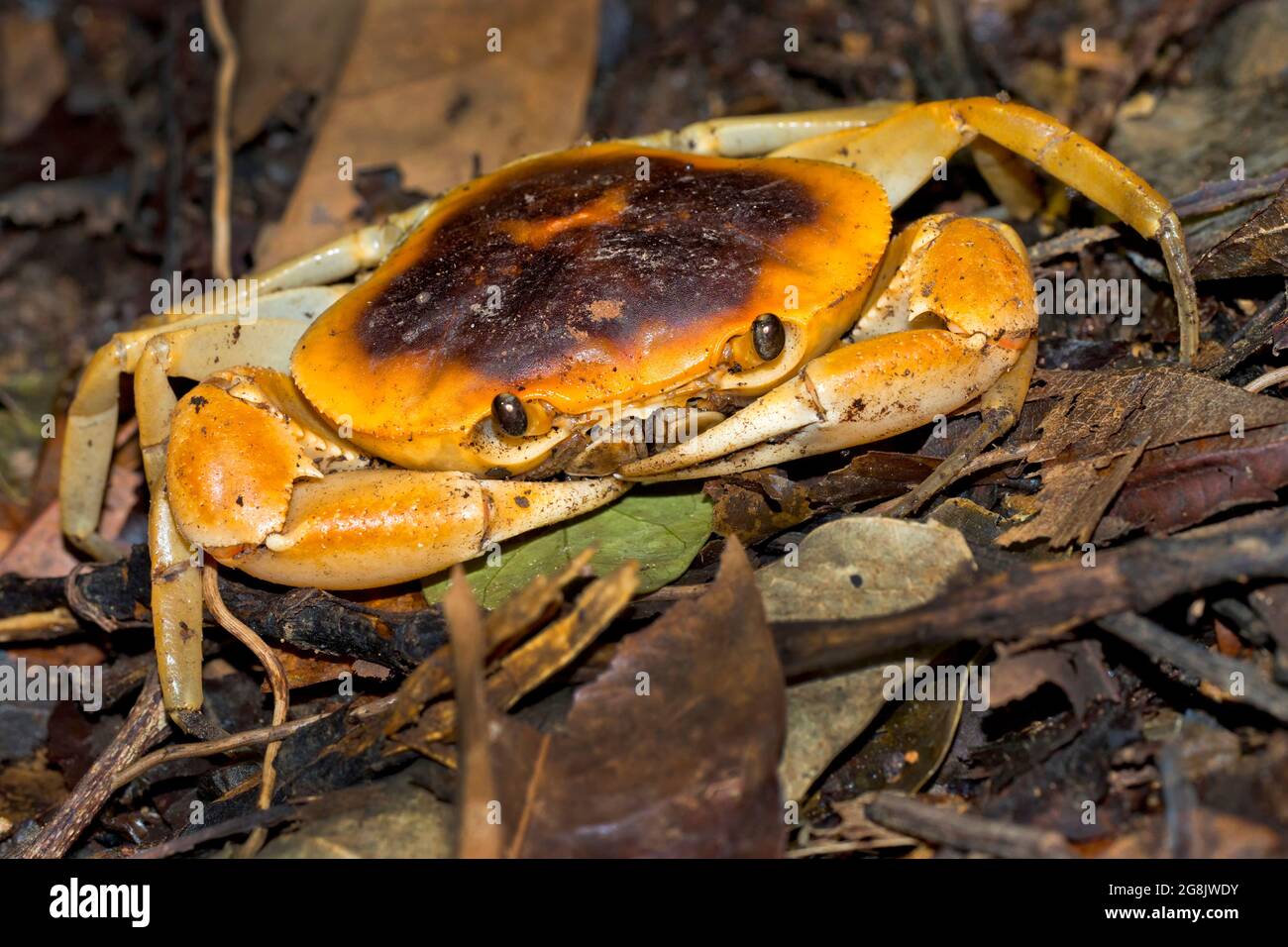 Crabe terrestre, forêt tropicale, parc national de Corcovado, zone de conservation d'Osa, péninsule d'Osa, Costa Rica, Amérique centrale, Amérique Banque D'Images