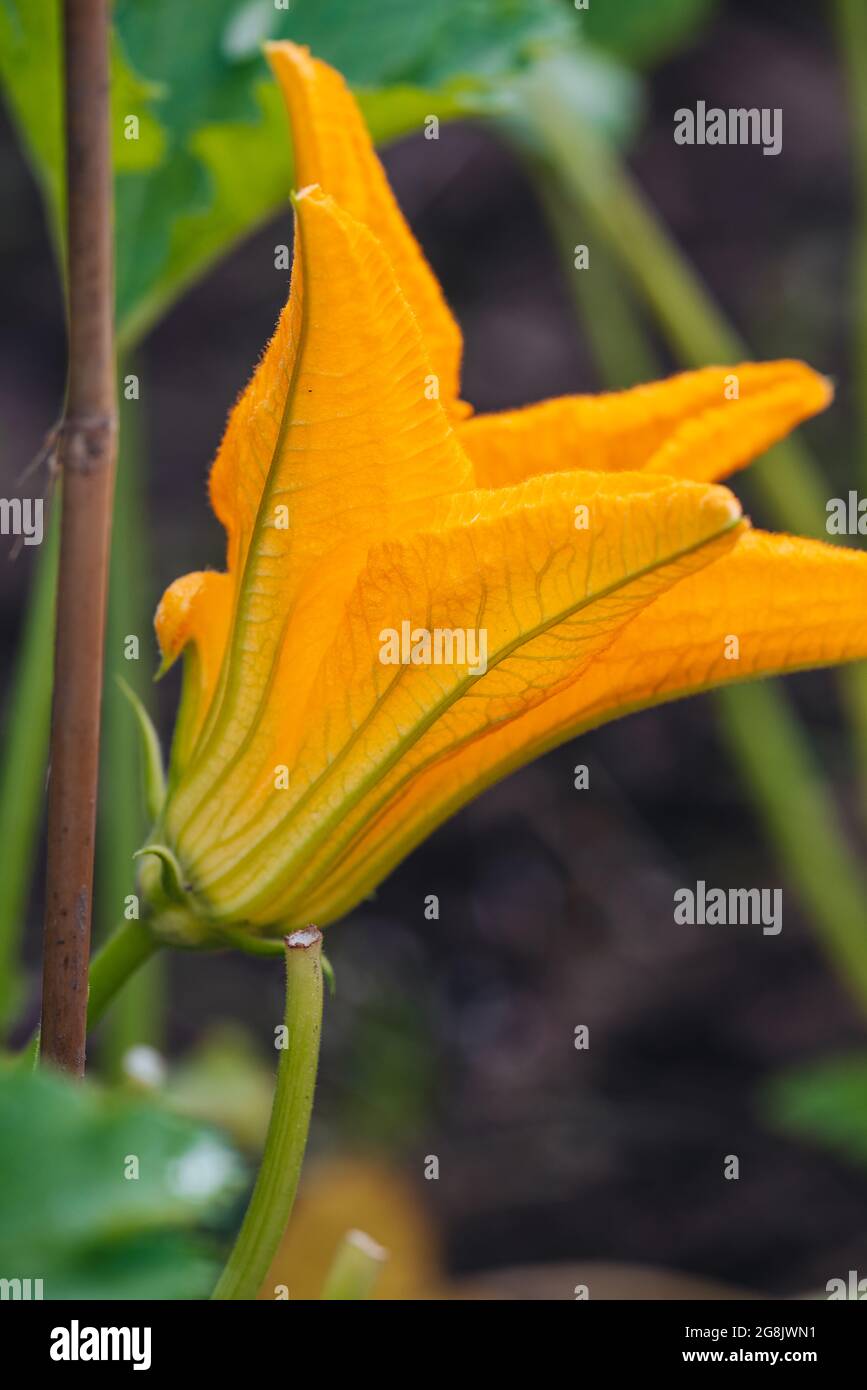 Fleur de Zucchini brute biologique du jardin potager Banque D'Images